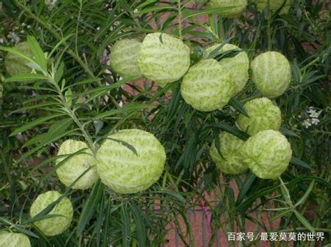 釘子花植物|氣球花